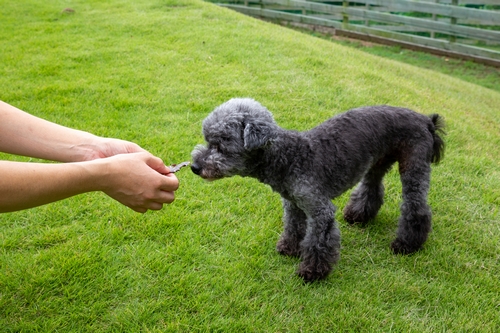 小型犬