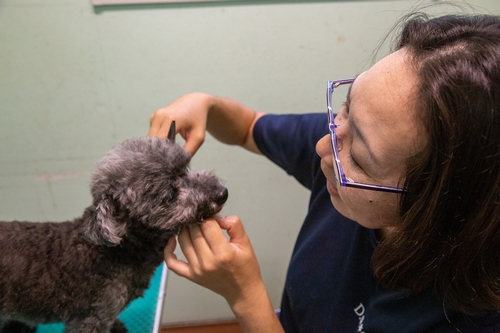 小型犬 トリミング
